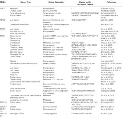 TEAD4 as an Oncogene and a Mitochondrial Modulator